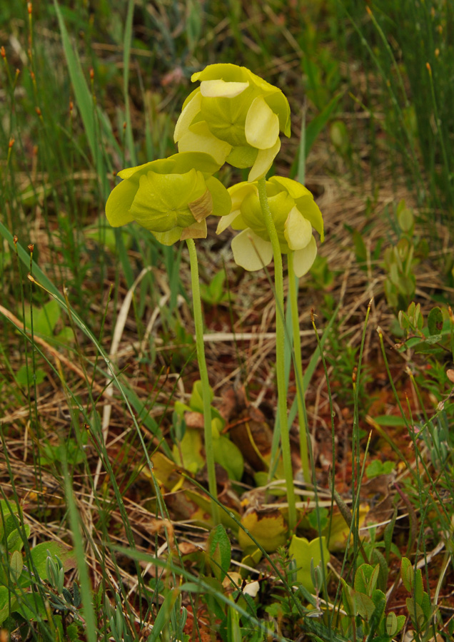 Sarracenia purpurea [112 mm, 1/60 sec at f / 10, ISO 400]